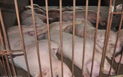 Trung Quốc vẫn ăn nhiều thịt, nhưng vì sao không nhập lợn Việt Nam?