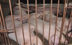 Thủ tướng chỉ đạo giải cứu thịt lợn: Tăng giết mổ cấp đông, xuất khẩu