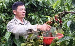 Giá nông sản hôm nay 2.5: Nhà buôn châu Âu chật vật tìm cà phê sạch