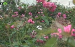 Clip: Mãn nhãn vườn hồng 10.000m2 tuyệt đẹp ở ngoại thành Hà Nội