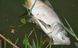 Cá chết bốc mùi hôi tanh ở hồ Xuân Hương