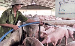 Tiếp tục cập nhật danh sách các hộ dân nuôi lợn cần tiêu thụ đợt 2