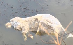 Vứt xác động vật ra môi trường bị phạt từ 2-3 triệu đồng