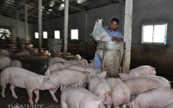 Cập nhật danh sách các hộ dân nuôi lợn cần tiêu thụ đợt 3