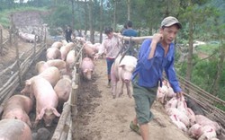 Đề nghị FAO kết nối, đàm phán với Trung Quốc về xuất khẩu lợn