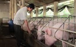 Cập nhật danh sách các hộ dân nuôi lợn cần tiêu thụ đợt 4