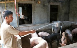 Nông dân "tố" giải cứu lợn quá muộn, Cục Chăn nuôi nói gì?