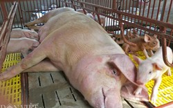 Giá lợn 16.000 đồng/kg: Những tiếng cầu cứu tuyệt vọng từ nông dân
