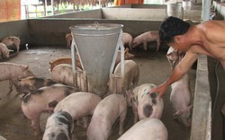 Cập nhật danh sách các hộ dân nuôi lợn cần tiêu thụ đợt 5
