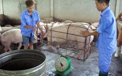 Kết nối giải cứu người nuôi lợn: 330 con đầu tiên được "giải phóng"