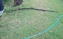Ra vườn nhặt cành cây, không ngờ là rắn dài 2m