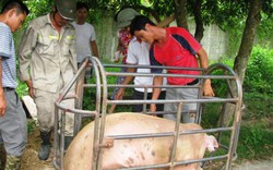 Trung Quốc chưa đồng ý mở cửa cho thịt lợn của Việt Nam