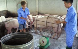 Bộ Công an lập "đơn vị tác chiến" hỗ trợ giải cứu thịt lợn