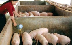 Cập nhật danh sách các hộ dân nuôi lợn cần tiêu thụ đợt 6