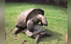 Rùa khổng lồ rên rỉ khi “làm chuyện ấy” trước mặt du khách