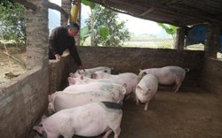 Cập nhật danh sách các hộ dân nuôi lợn cần tiêu thụ đợt 7
