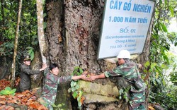 "Mỏ vàng"  lộ thiên: Cánh rừng nghiến, trai cổ thụ nghìn năm tuổi