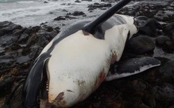 Phát hiện sốc trong xác cá voi sát thủ dạt bờ biển Anh