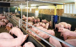 Giải cứu giá lợn: Bộ Tài chính xử lý nghiêm doanh nghiệp trục lợi
