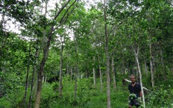 Ngưỡng mộ cánh rừng toàn gỗ quý hiếm của lão nông 78 tuổi