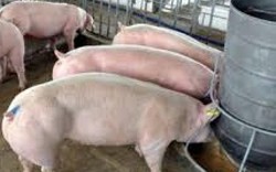 Cập nhật danh sách các hộ dân nuôi lợn cần tiêu thụ đợt 8