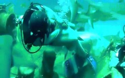 Video: Hãi hùng cảnh thợ lặn bị cá mập cắn vào chỗ hiểm