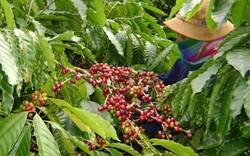 Giá nông sản hôm nay 5.5: Nguồn cung giảm, giá cà phê tăng mạnh