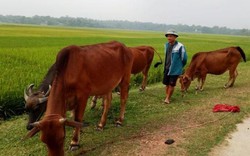 Giá trâu, bò “lao dốc”, nông dân đề phòng bị phao tin ép giá