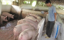 Cập nhật danh sách các hộ dân nuôi lợn cần tiêu thụ đợt 9