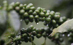 Giá nông sản hôm nay 6.5: Vì sao giá cà phê liên tục chao đảo?