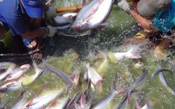 Quý I, người Trung Quốc "ăn" nhiều cá tra Việt Nam nhất