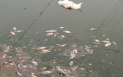 Quảng Trị: Cá đồng chết, dân nghi do nước thải khu công nghiệp