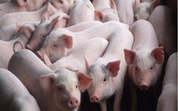 Cần mua 200 con lợn giống tặng cho đồng bào vùng cao