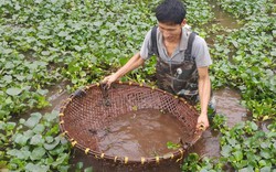 Ninh Bình: Độc đáo nghề đi vớt cua đồng, mỗi ngày kiếm 500.000 đồng