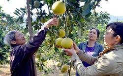 Tuyên Quang: Khuyến khích mỗi xã, phường xây dựng một sản phẩm