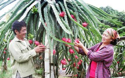 Thoát nghèo nhanh nhờ “rót” vốn trồng thanh long thu trăm triệu