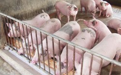Cập nhật danh sách các hộ dân nuôi lợn cần tiêu thụ đợt  10