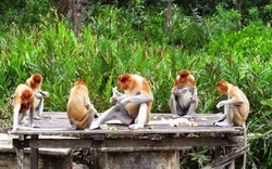 Ngó khỉ Hà Lan ở Sandakan