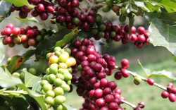 Giá nông sản hôm nay 9.5: Tồn kho cao, cà phê khó đạt 45.000 đ/kg