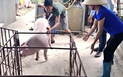 Doanh nghiệp tiếp tục giải cứu lợn tại Phú Xuyên, Hà Nội