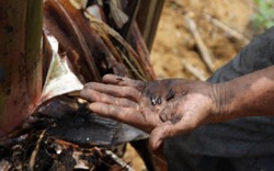 Lai Châu: Hàng trăm ha chuối chết vì bệnh lạ