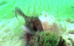 Quái vật biển sâu "tàng hình" xé xác bạch tuộc khổng lồ
