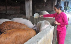 Cục Chăn nuôi “hỏa tốc” yêu cầu các tỉnh thống kê, giải cứu lợn