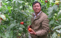 Đếm đủ 3 triệu đồng/ngày nhờ trồng cà chua lạ, ngon, bổ, rẻ