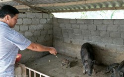 Vua lợn rừng tiết lộ “bí kíp” nuôi lợn kiếm trăm triệu mỗi năm