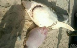 Nam Phi: Cá voi sát thủ rạch bụng, moi gan cá mập trắng