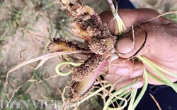 Nông dân trồng hành ở Lý Sơn bất an vì bệnh "lạ": Lươn rũ!