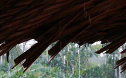 Nhớ tiếng mưa trên mái lá quê nghèo