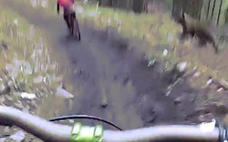 Đi xe đạp trong rừng vắng, bị gấu hùng hục truy đuổi