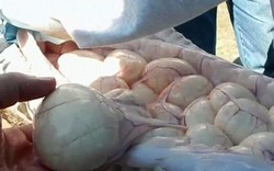 Mỹ: Tay không bắt trăn khổng lồ, mổ ra diệt 78 quả trứng